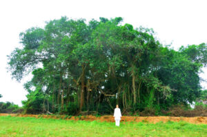 Banyan Tree at Our Ashram in South India