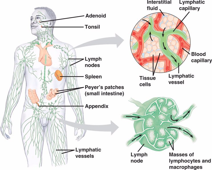 43_05LymphaticSystem_L
