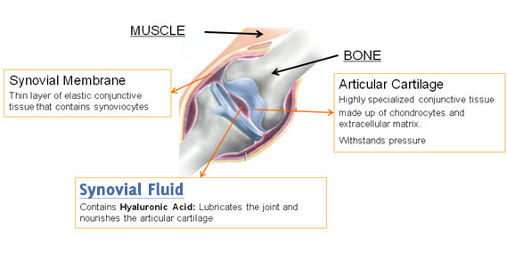joints and hyaluronic acid