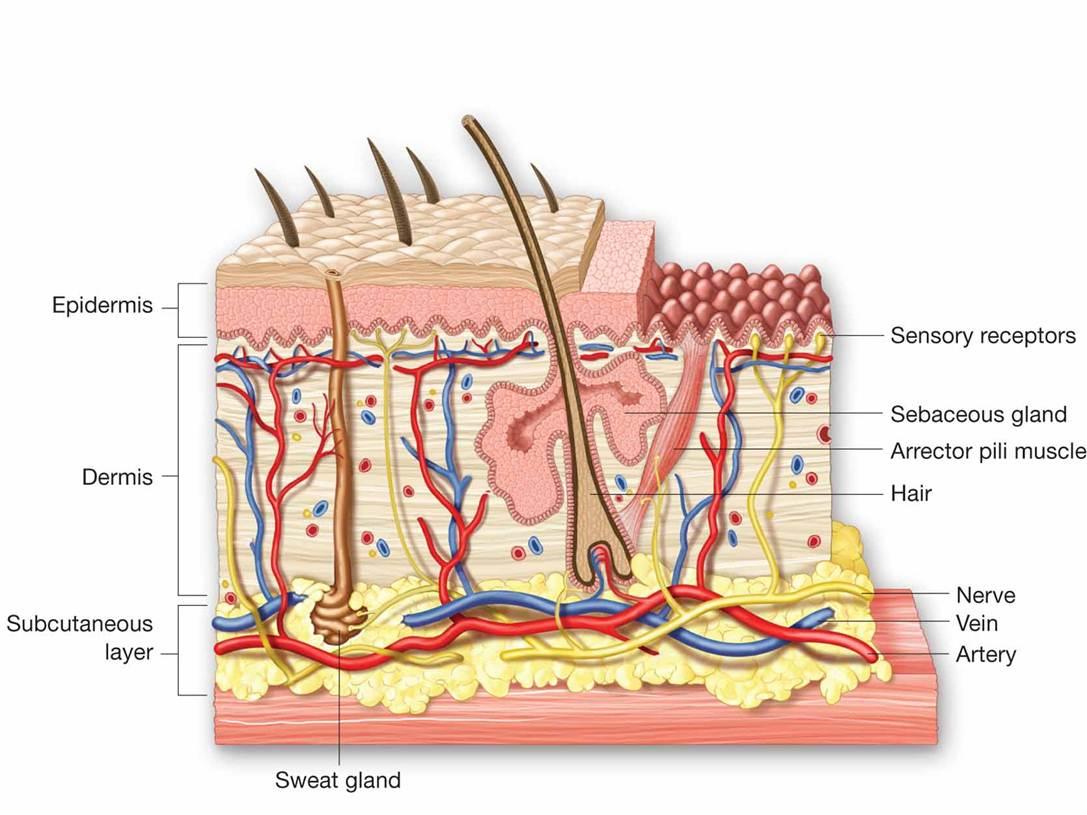 sweat and sebaceous gland