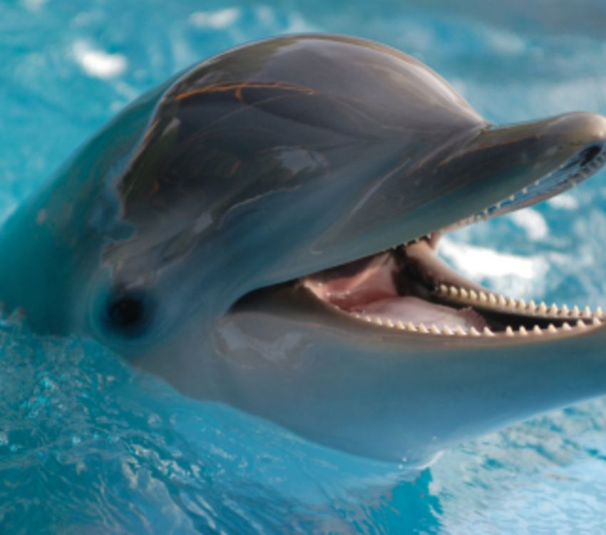 iStock_000007914949XSmall, dolphin-min
